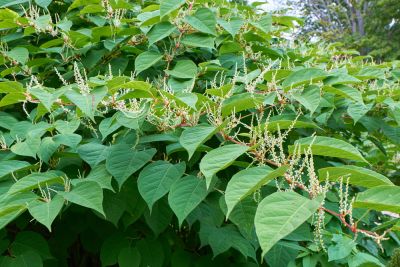 Avoid Damage to Your Landscape