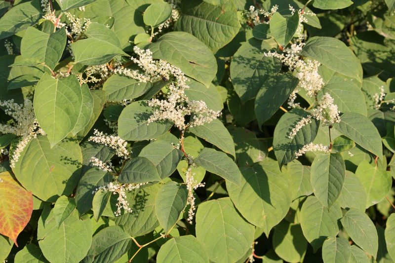 Japanese Knotweed Removal