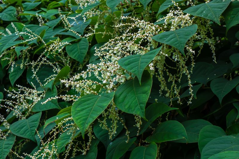Products For Japanese Knotweed Removals in use