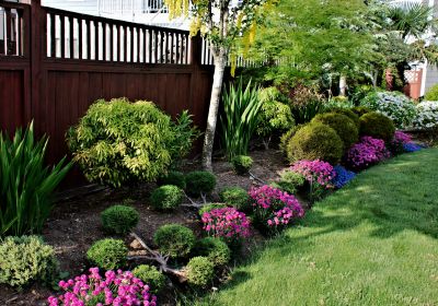 Trimmed Shrubs in a Garden
