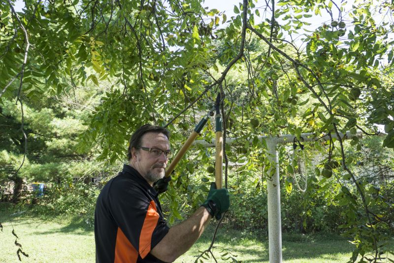 Tree Limbs Removal in Pottstown, PA