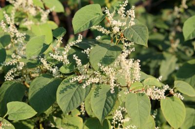 Control This Invasive Species